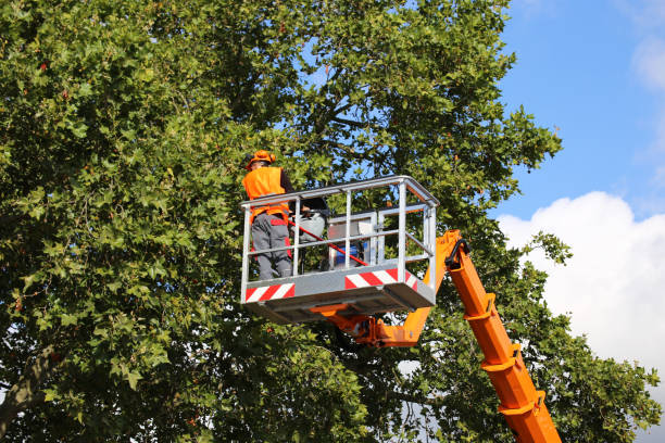 Best Tree Clearing Services  in Washburn, ND